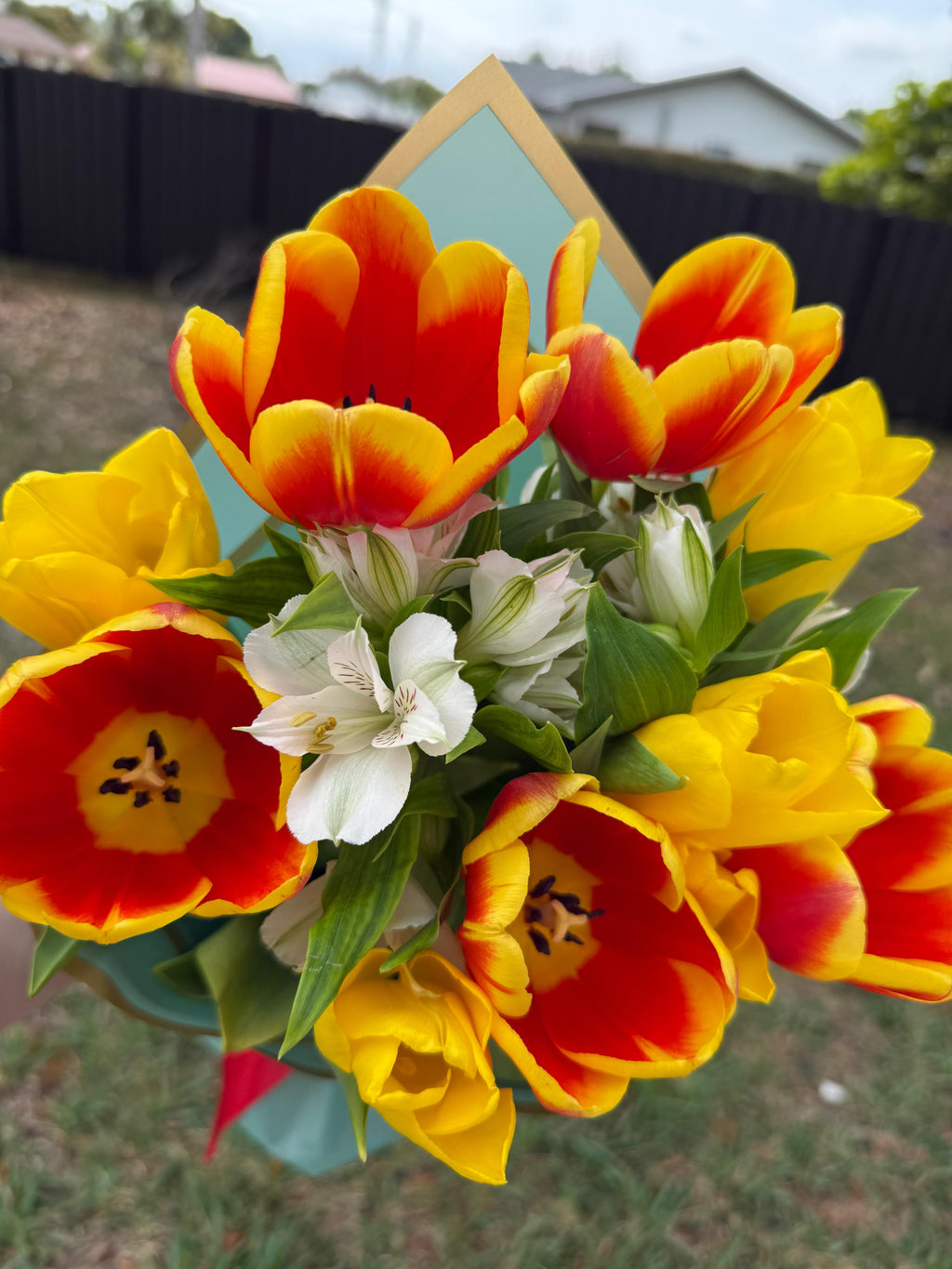 Spring Tulips